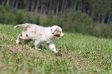 BERGER AUSTRALIEN PUPPIES 056
